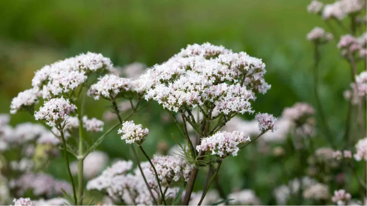 La valeriana es una especie apta para tener en una casa con gatos.