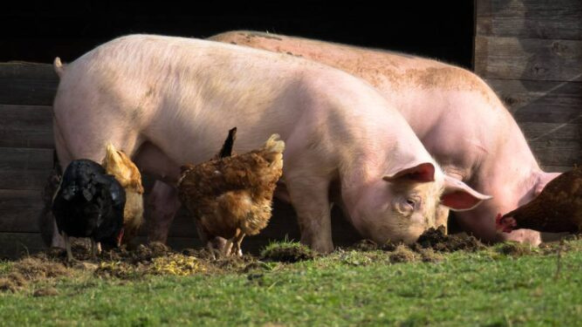 La principal fuente de transmisión de triquinosis son los productos y subproductos con carne de cerdo.