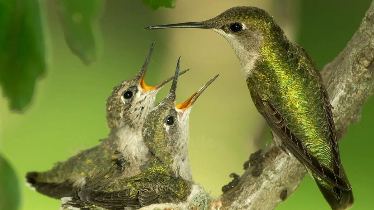 En qué momento los colibrís abandonan su nido