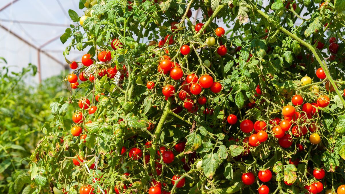  tomate cherry es una de las variedades más populares. tomate cherry es una de las variedades más populares.