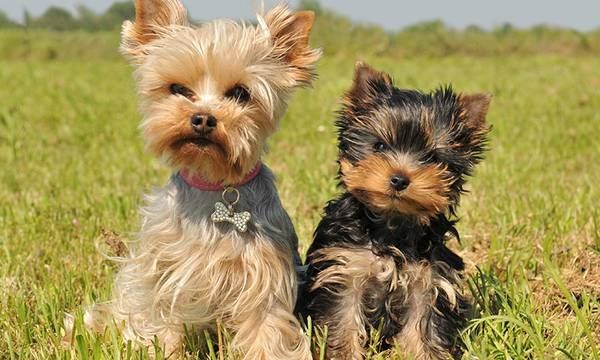 10 razas de perro que no crecen mucho