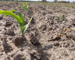 zona nucleo: esperan lluvias para sostener el trigo y destrabar la siembra de maiz