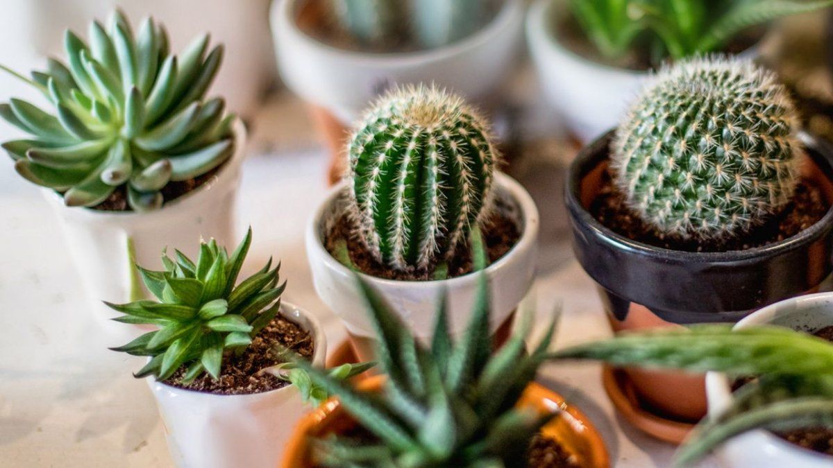 Cactus con buena energía para el hogar