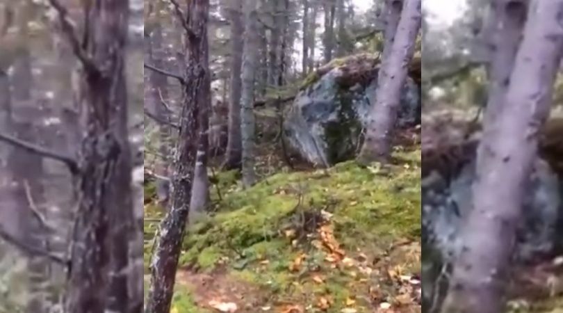 ¿Por qué parece que este bosque respira?