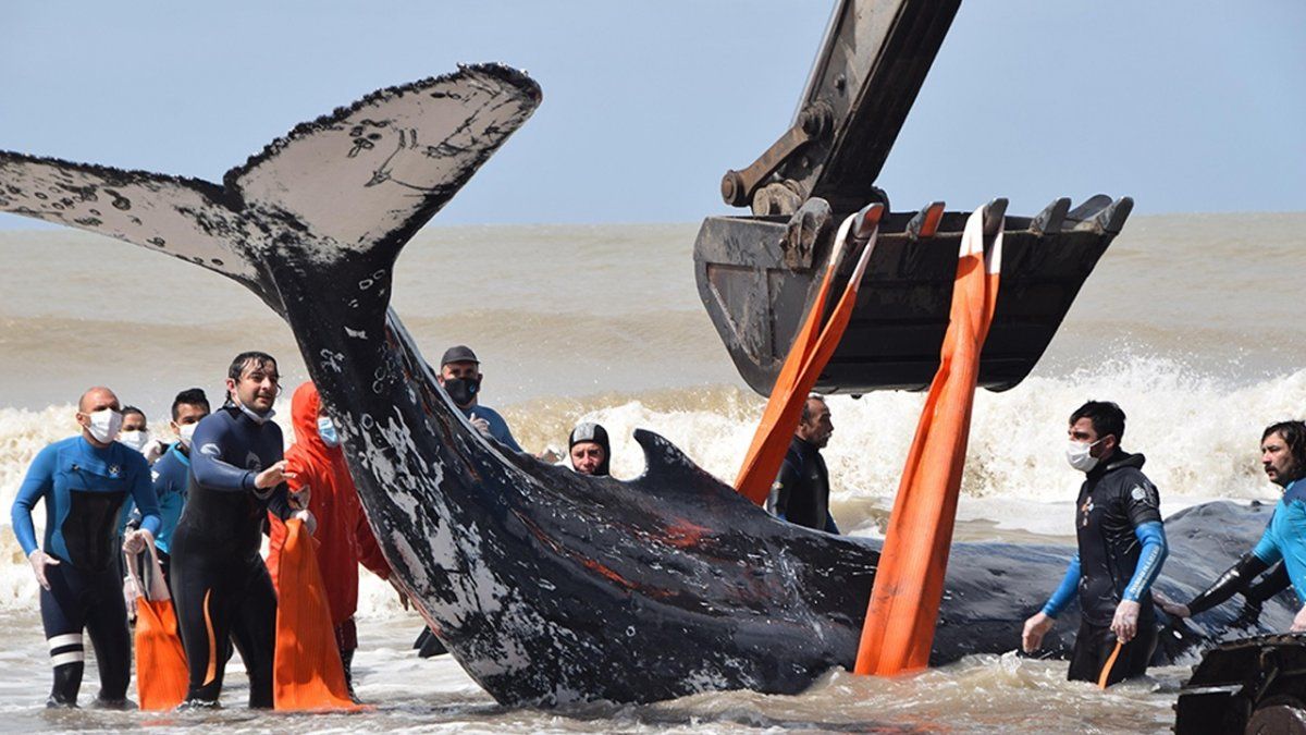 Debió utilizarse la asistencia de una retroexcavadora y lingas especiales.﻿