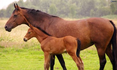 Caballos clonados. Caballos clonados.