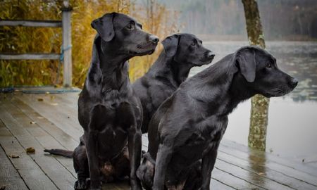 cientificos determinan que un ano humano no equivale a siete anos de perro cientificos determinan que un ano humano no equivale a siete anos de perro
