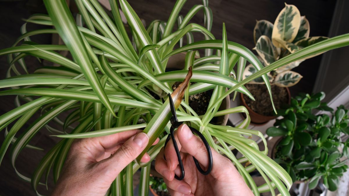 Las puntas secas en las hojas suelen ser una señal de problemas de humedad