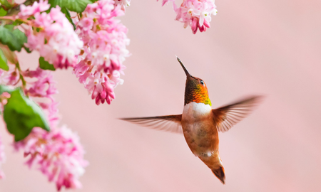 El sorprendente significado de cruzarte con un colibrí en la calle El sorprendente significado de cruzarte con un colibrí en la calle