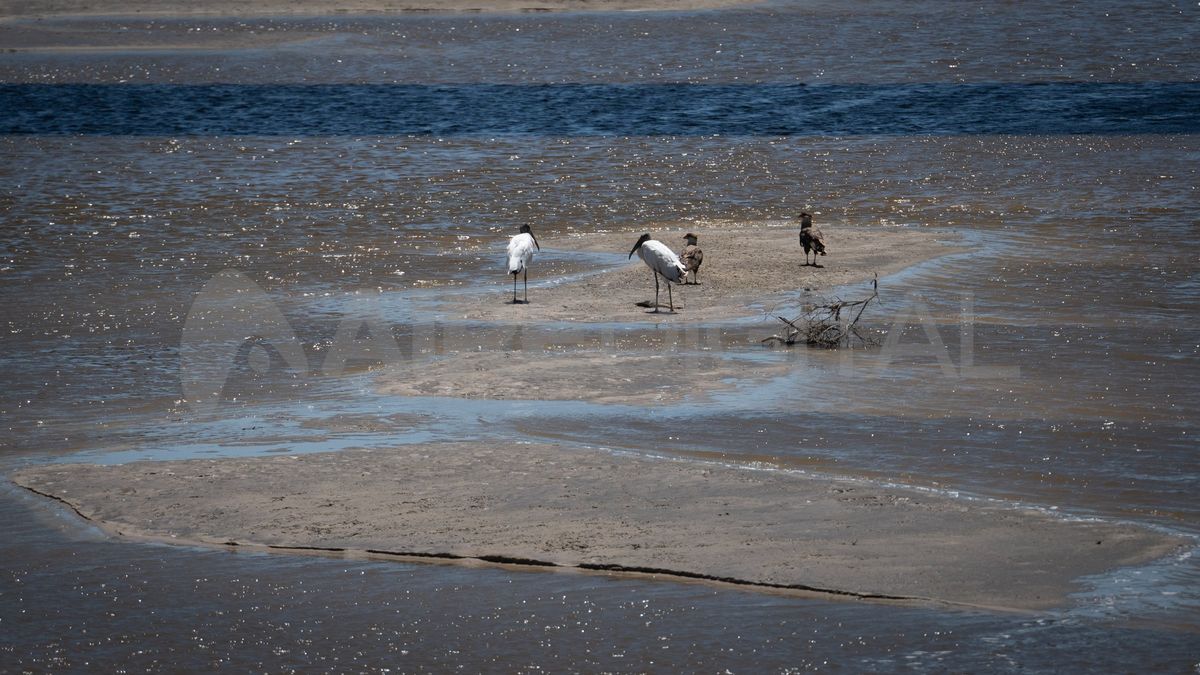 El bajo nivel del río deja a la vista bancos de arena donde se posan las aves típicas de la zona.