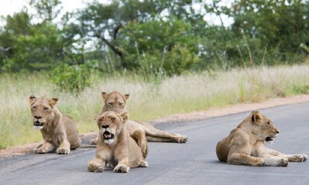 fotos: asi duermen los leones en la calle desolada de un parque en plena cuarentena fotos: asi duermen los leones en la calle desolada de un parque en plena cuarentena