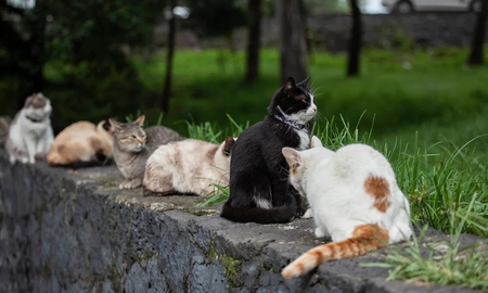 Qué poderes y energía transmiten los gatos según su color de pelo. Qué poderes y energía transmiten los gatos según su color de pelo.