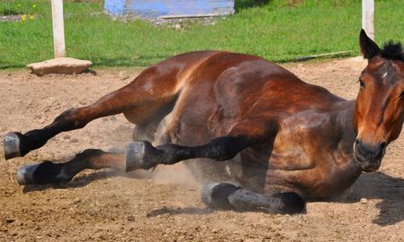 Brote de Encefalomielitis Equina: declararon la emergencia sanitaria en todo el país Brote de Encefalomielitis Equina: declararon la emergencia sanitaria en todo el país