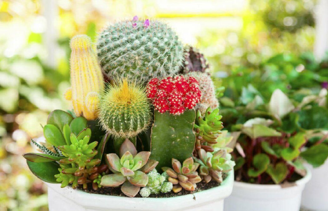 Descubrí cómo estas plantas pueden influir en tu bienestar y en la energía de tu entorno según los principios del Feng Shui.