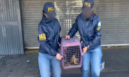 El ejemplar fue trasladado al Ecoparque y la mujer responsable quedó detenida ya que se trata de una especie protegida. El ejemplar fue trasladado al Ecoparque y la mujer responsable quedó detenida ya que se trata de una especie protegida.