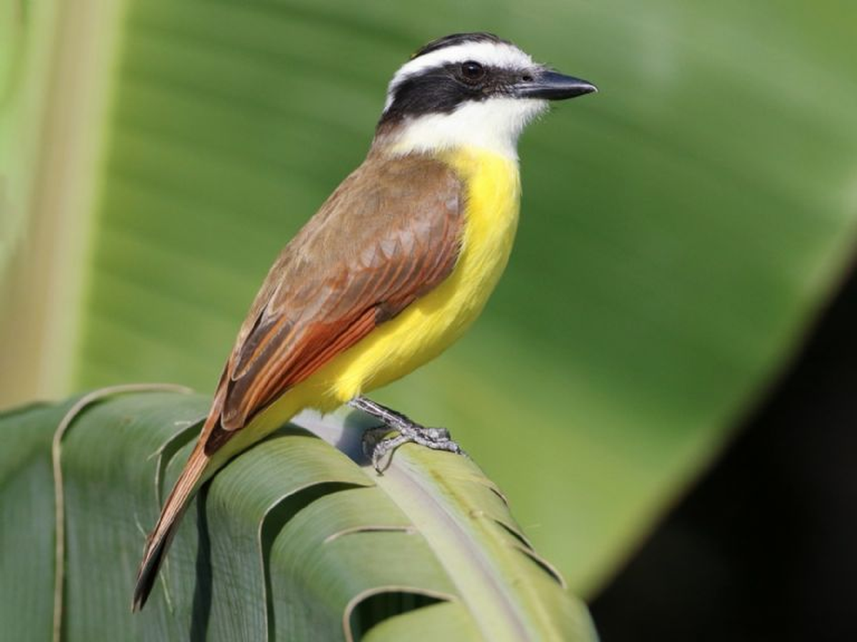 Los nidos albergan a los polluelos por muy poco tiempo. 