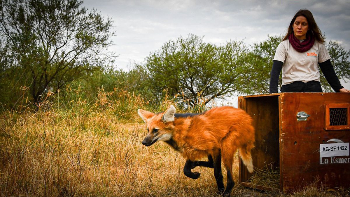 Junto a un gato montés y decenas de aves silvestres, el aguará guazú regresó a su hábitat natural como parte de una política de conservación que ya permitió reinsertar más de 900 animales durante 2026.