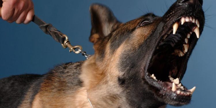 Perros se hacen pasar por estatuas y asustan a turistas