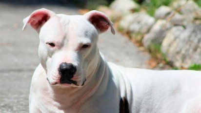 Un niño de tres años fue salvado por su abuela cuando era atacado por dos dogos y un pitbull