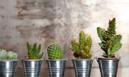 plantas negativas que no deberias tener dentro de casa si buscas atraer energia positiva plantas negativas que no deberias tener dentro de casa si buscas atraer energia positiva
