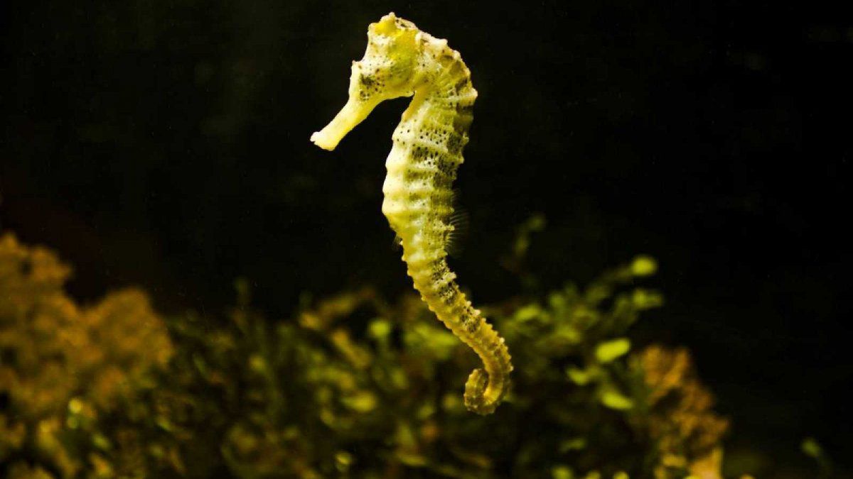 El caballito de mar Patag&oacute;nico