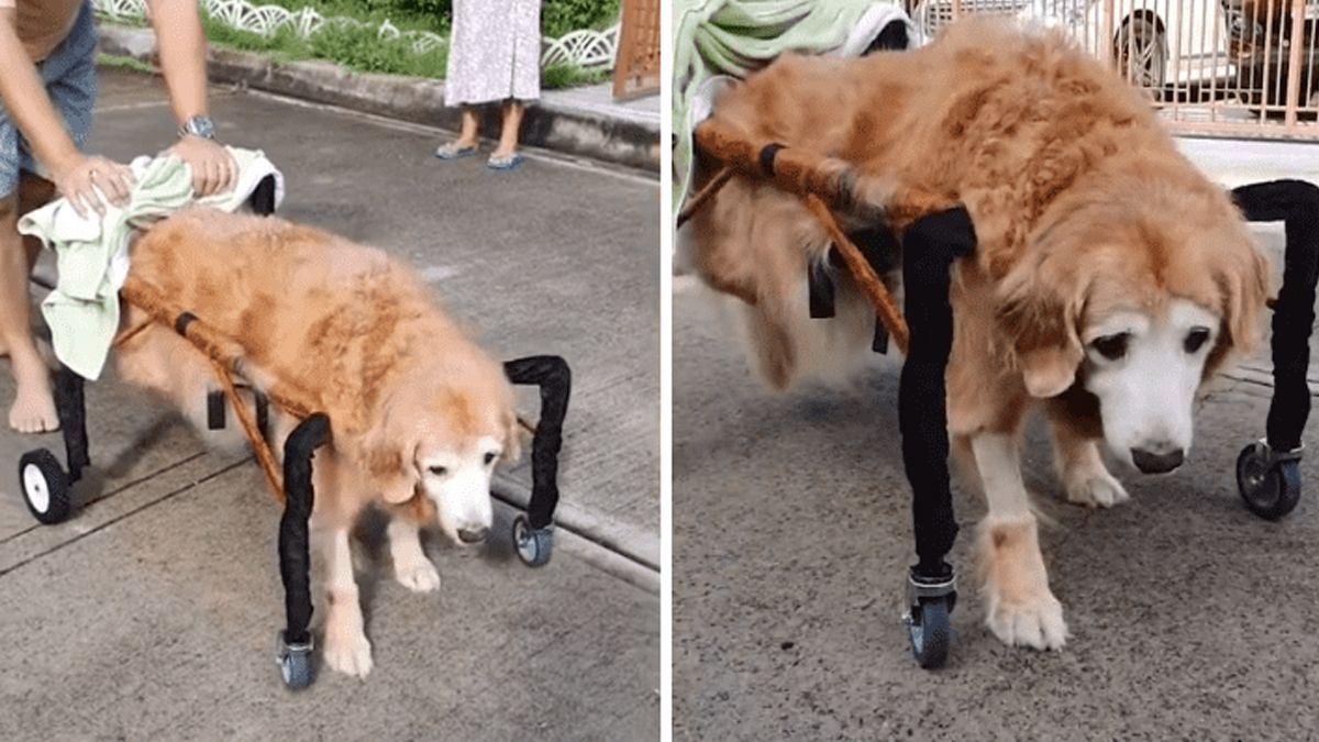 Perro en silla de ruedas