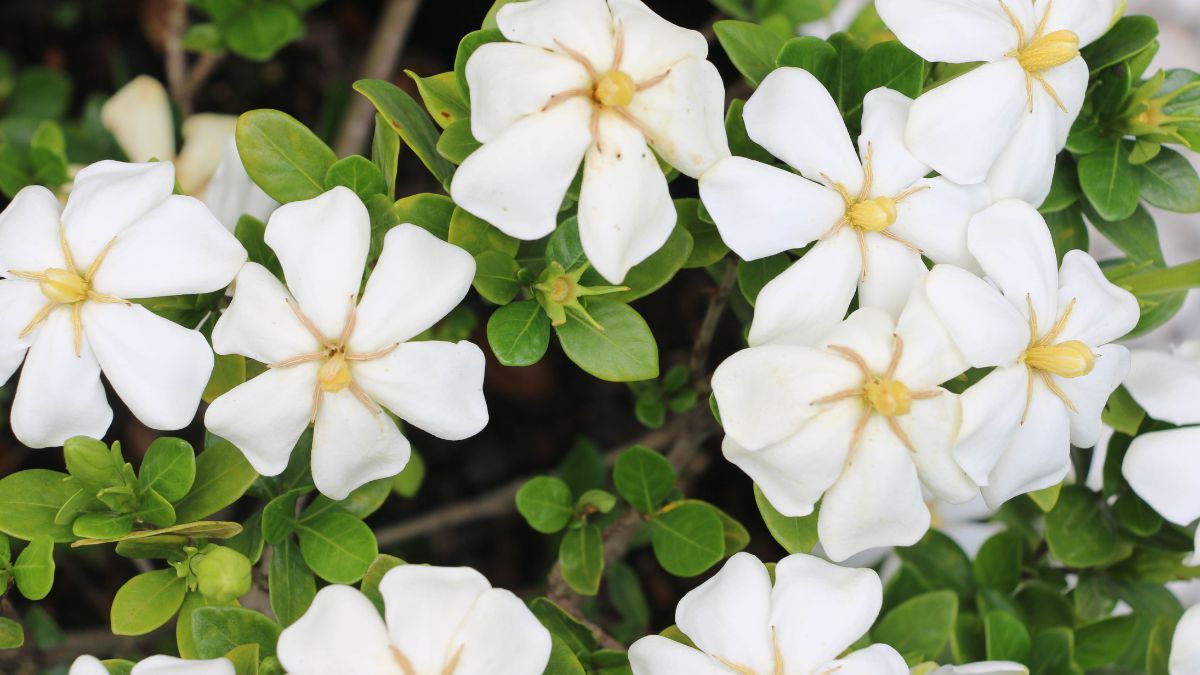 La gardenia necesita un sustrato ácido y buena luz para producir una floración abundante. La gardenia necesita un sustrato ácido y buena luz para producir una floración abundante.