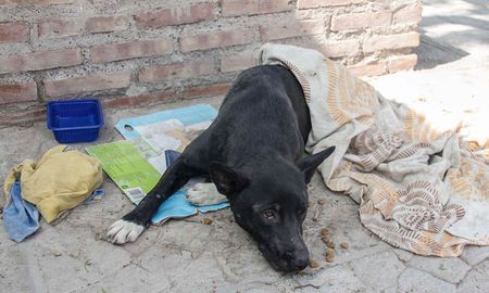 indignante: atropello a un perro y lo abandono indignante: atropello a un perro y lo abandono