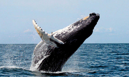La ballena Franca Austral mantiene saludable a los océanos por estas razones La ballena Franca Austral mantiene saludable a los océanos por estas razones