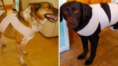 ¿Cómo proteger a nuestras mascotas de la pirotecnia?