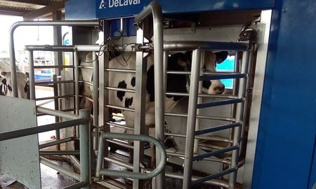 En Expoagro 2025 se podrá conocer el funcionamiento de los robots ordeñadores.