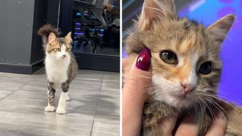 Ángel y Cleo, dos de los gatitos que buscan hogar.