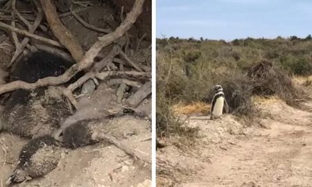 Denuncian en Chubut una matanza de 300 pichones de pingüinos y la destrucción de nidos Denuncian en Chubut una matanza de 300 pichones de pingüinos y la destrucción de nidos