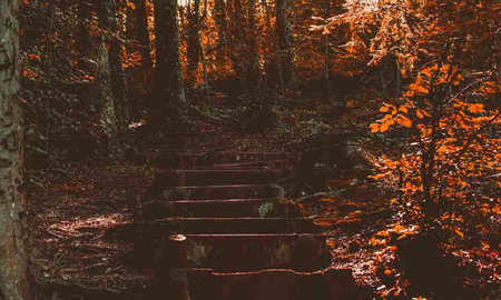 Por qué debes huir si ves escaleras en medio del bosque