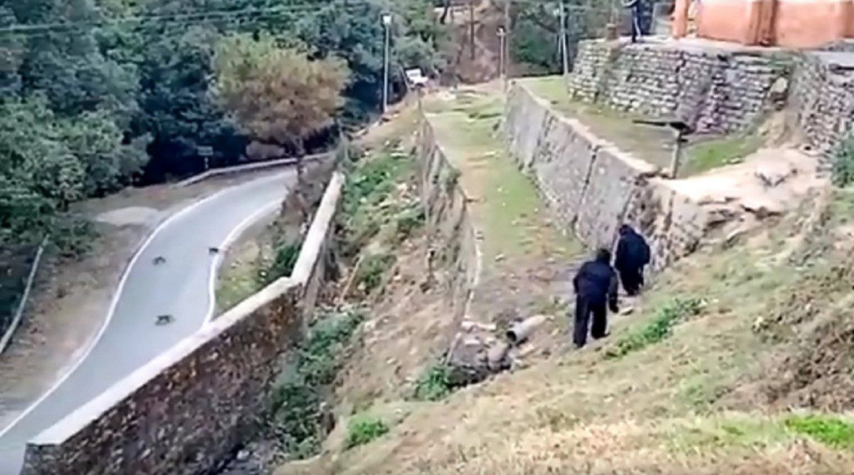 Video: policías se disfrazan de osos para ahuyentar a una manada de monos invasores