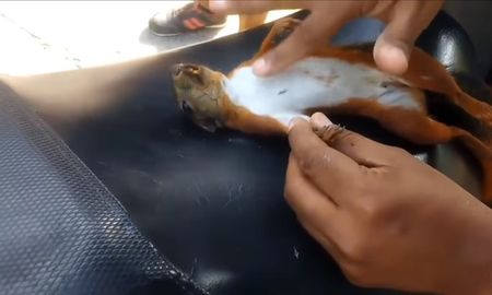 salvo a una ardilla haciendole un masaje cardiopulmonar con el dedo salvo a una ardilla haciendole un masaje cardiopulmonar con el dedo
