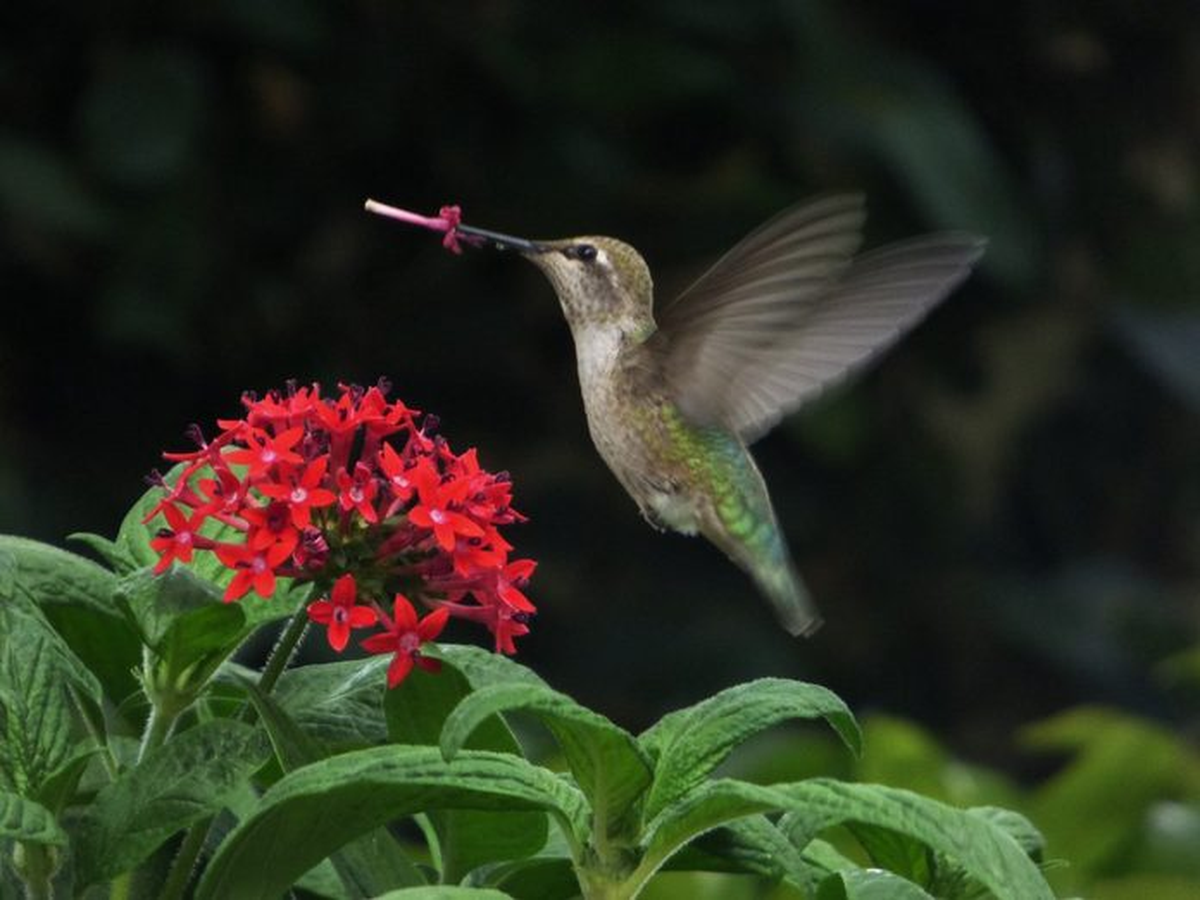 El colibrí es el vertebrado más veloz en relación con su tamaño.