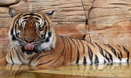 Mataron a tiros a un tigre que mordió el brazo de un trabajador en un zoológico de Estados Unidos Mataron a tiros a un tigre que mordió el brazo de un trabajador en un zoológico de Estados Unidos