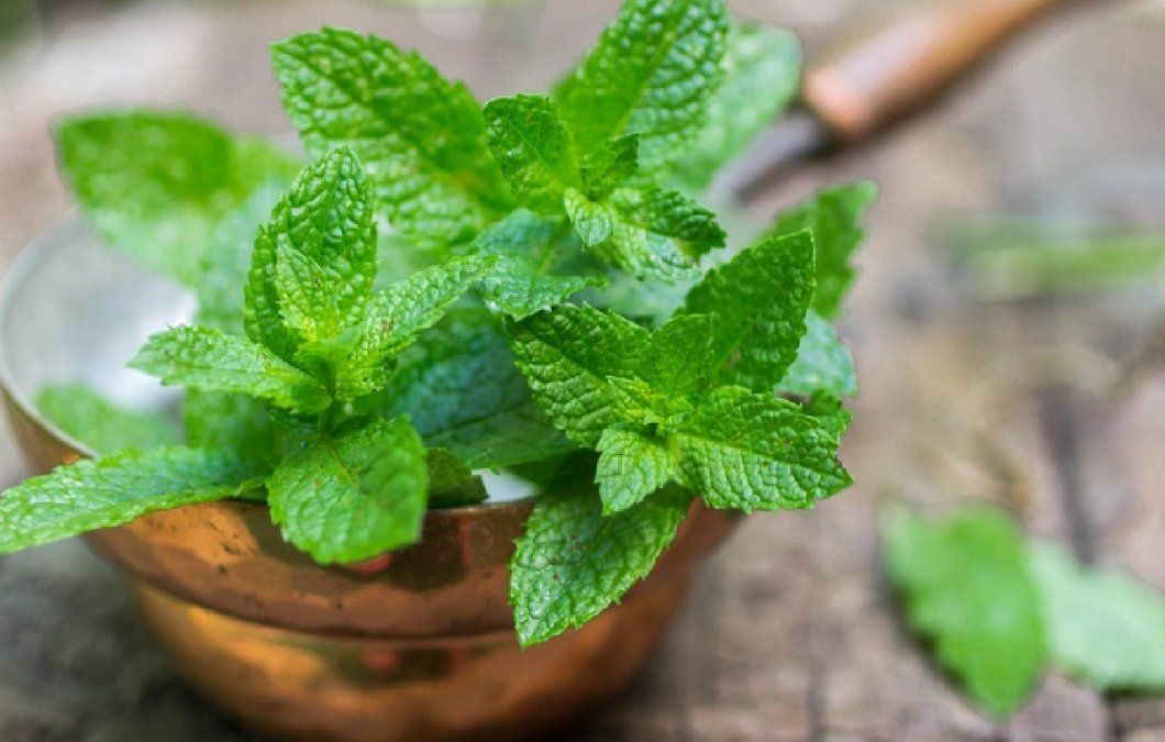 Plantas medicinales para cuidar el hígado