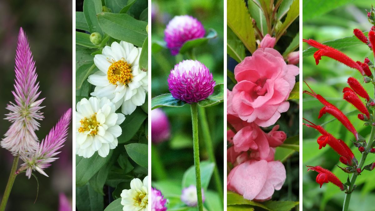 Estas flores transforman el jardín en un espacio lleno de color antes del verano.