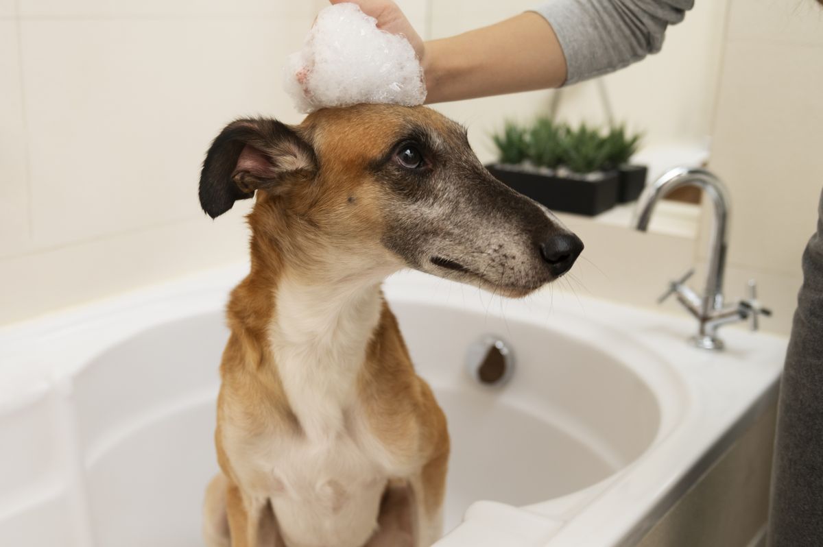 La frecuencia ideal para bañar a un perro varía según su tipo de pelaje. La frecuencia ideal para bañar a un perro varía según su tipo de pelaje.