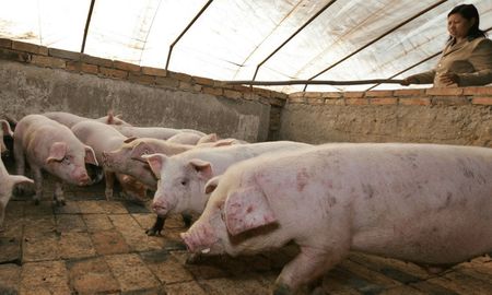 China sacrificó la mitad de sus chanchos por la peste porcina africana. China sacrificó la mitad de sus chanchos por la peste porcina africana.