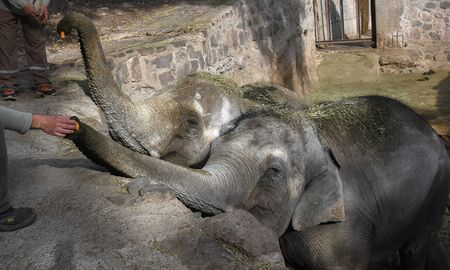 Pocha y Guillermina son dos elefantas asiáticas, madre e hija. Pocha y Guillermina son dos elefantas asiáticas, madre e hija.