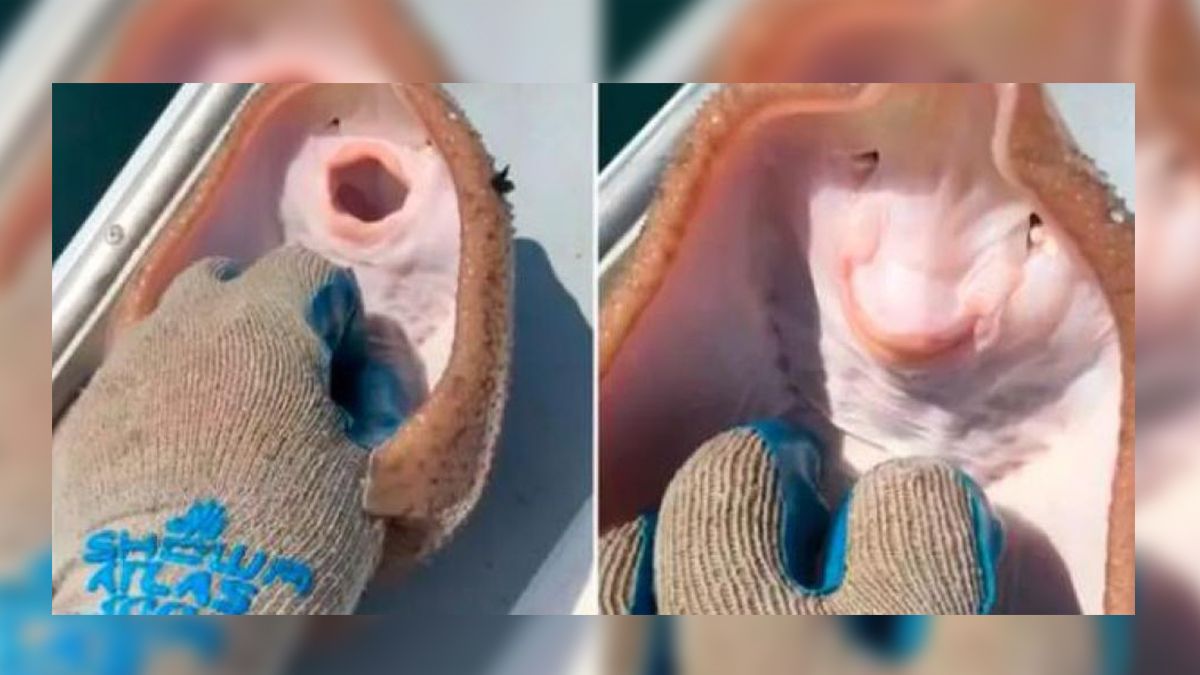 El inocente video se volvió viral en TikTok con miles de visualizaciones.&nbsp;