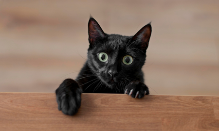 Día internacional del gato: ¿por qué se celebra cada 8 de agosto? Día internacional del gato: ¿por qué se celebra cada 8 de agosto?