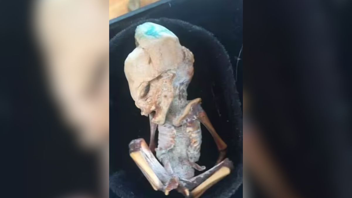 “Pese a todo, parece tratarse del feto de un mamífero con algún tipo de malformación”, indicó el especialista. “Pese a todo, parece tratarse del feto de un mamífero con algún tipo de malformación”, indicó el especialista. 