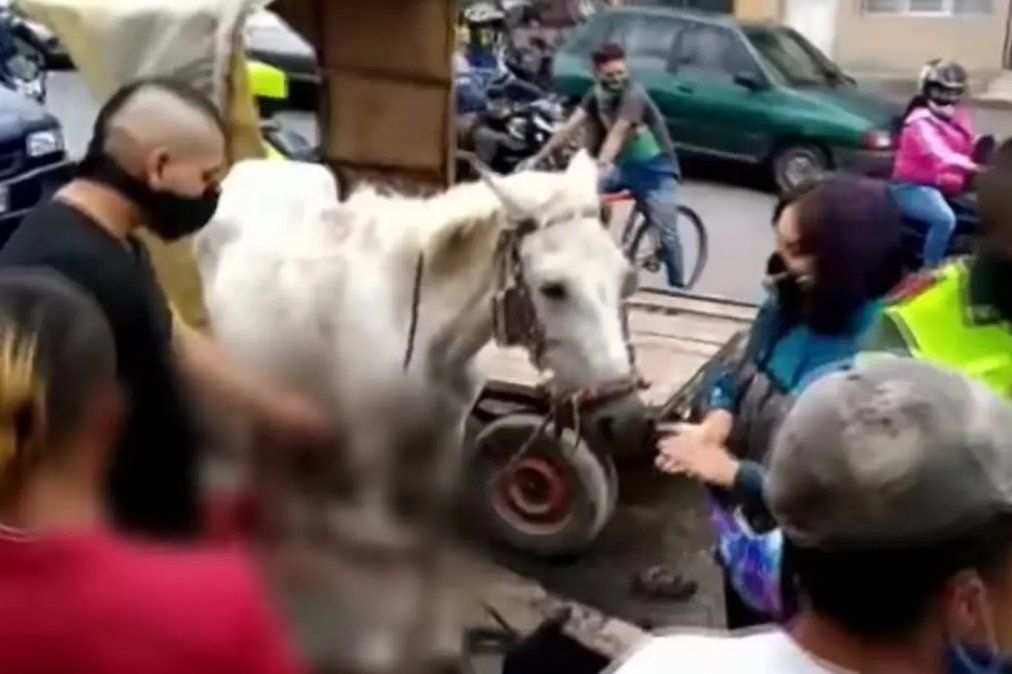&iquest;Que pas&oacute; con la yegua desnutrida que hace un mes dio a luz mientras tiraba de un pesado carro?