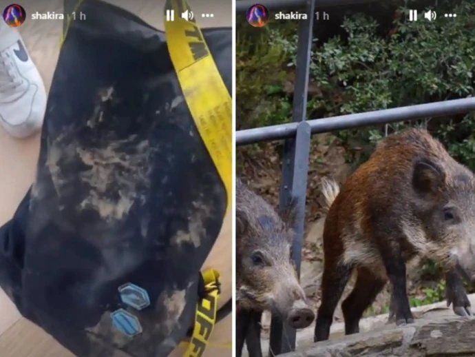 Shakira enfrentó a los animales y consiguió recuperar sus pertenencias.