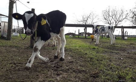 Si la empresa quiere crecer va a tener que tener un buen manejo de la crianza y un buen manejo de la vaca en producción. Si la empresa quiere crecer va a tener que tener un buen manejo de la crianza y un buen manejo de la vaca en producción.