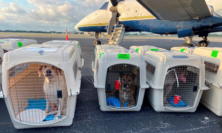 Fletaron un avión de Miami a Canadá para llevar 54 perros callejeros que buscan un hogar Fletaron un avión de Miami a Canadá para llevar 54 perros callejeros que buscan un hogar